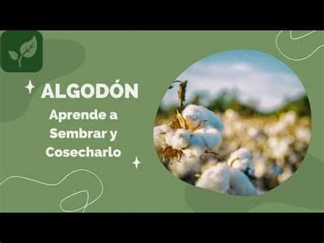 Cómo cultivar algodón