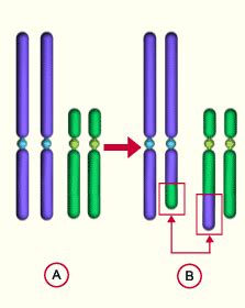 Robertsonian Translocation Animation