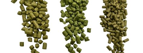 A Basic Guide To Hop Varieties