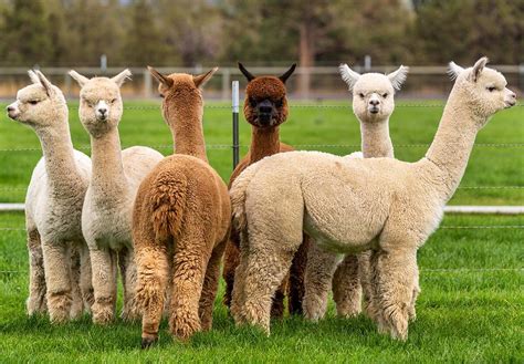 ALPACA DAY September 26 2025 National Today