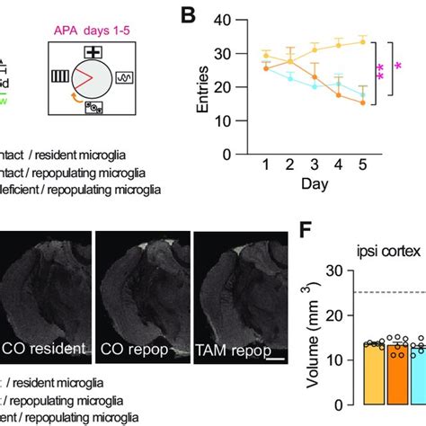 Microglial BDNF Deficiency Does Not Alter The Beneficial Effects Of