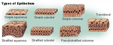 Epithelial Tissue Anatomy And Physiology