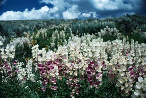 Idaho Native Plant Society | protecting & understanding our native flora