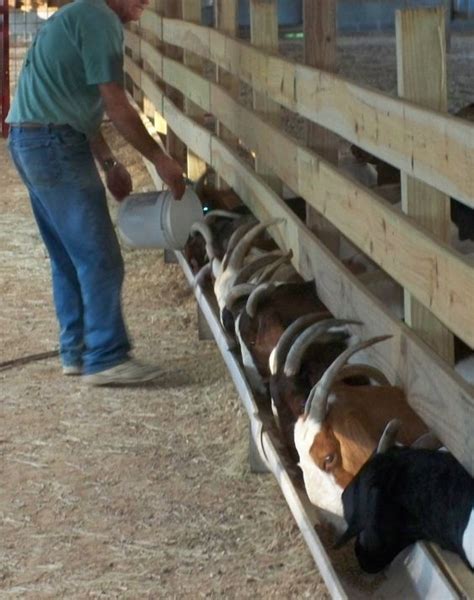 Good Idea For Feeder In Barn For Ewes More Feeding Goats Goat Barn