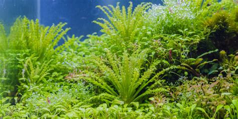 Kleiner Wasserstern Pogostemon Helferi Pflege Und Vermehrung