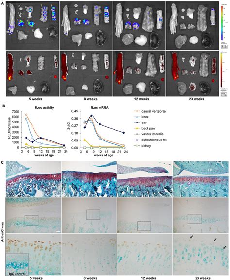 Reporter Expression During Skeletal Maturation A Bioluminescence