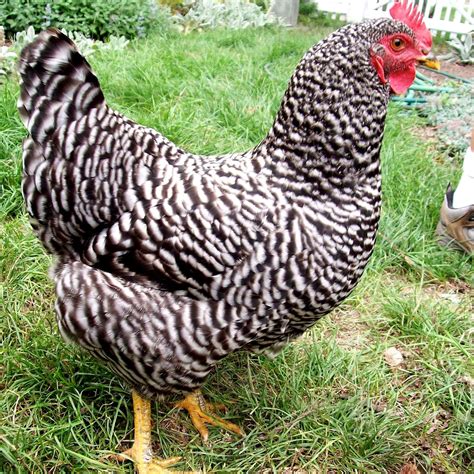 Pictures Of Barred Rock Chickens Prairie Creek Farm Chickens