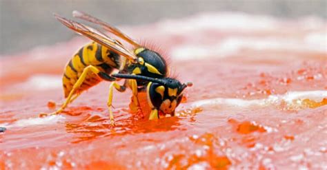 Yellowjacket (Yellow Jacket) Pictures - AZ Animals