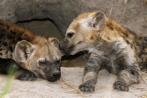 Hourlyyeen On Twitter Https Api Tinyfox Dev Hourly Yeens Photo