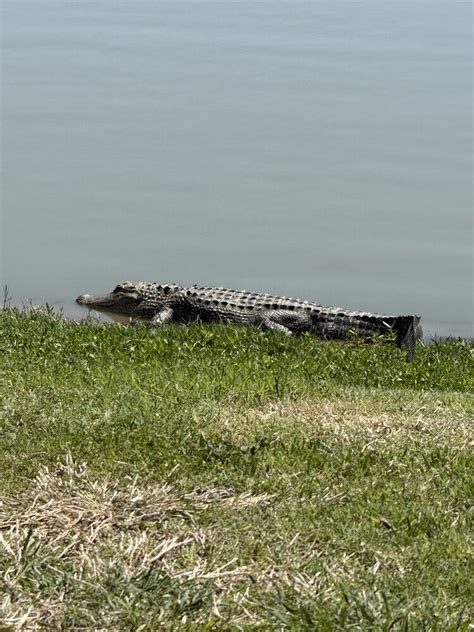 Kera Bear Channel Page XVIDEOS