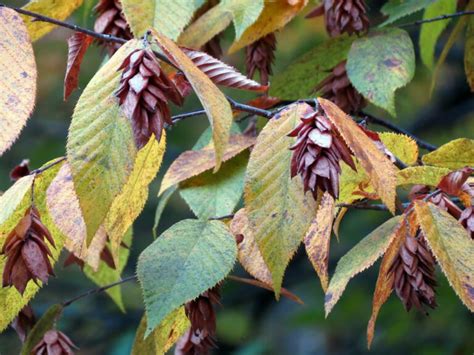 Every Native Deciduous Tree In Ontario Carroll Property Services