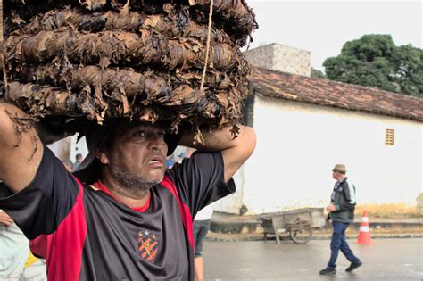 Como Vivem Os Plantadores De Fumo De Rolo Em Alagoas DMT Democracia