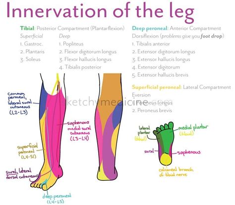 Neuro – Sketchy Medicine | Lower leg, Complex regional pain syndrome, Lower extremity