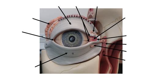 model eye Diagram | Quizlet