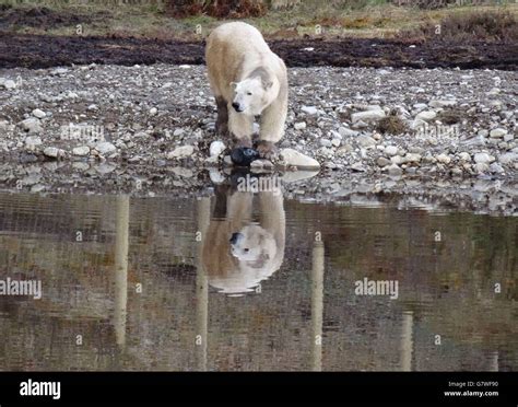 New polar bear enclosure at Highland Wildlife Park Stock Photo - Alamy