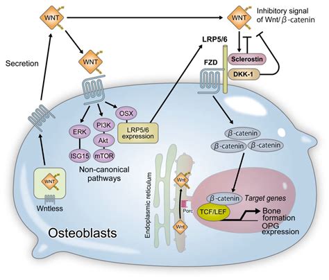 Ijms Free Full Text The Regulation Of Bone Metabolism And Disorders By Wnt Signaling