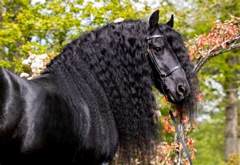 Friesian horse: everything about the breed - The Icelandic Horse