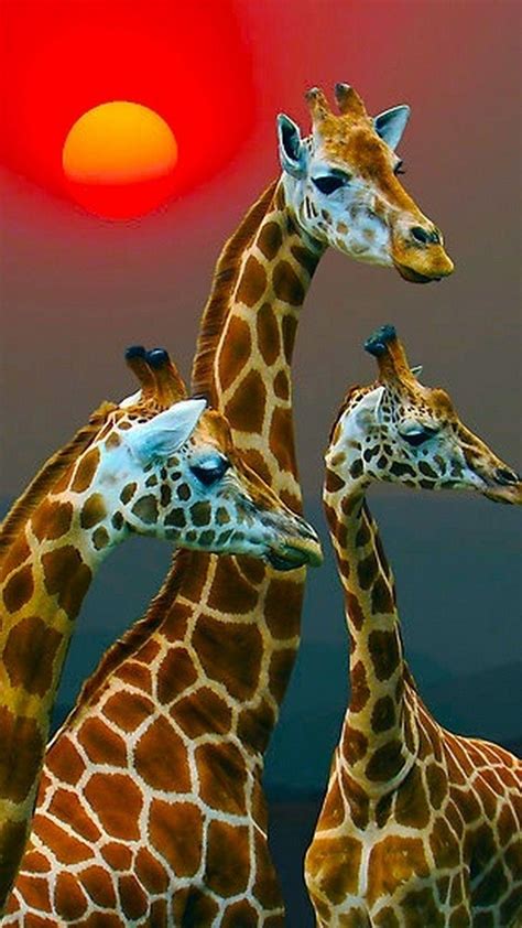 Giraffe Art Wallpapers - Top Free Giraffe Art Backgrounds - WallpaperAccess