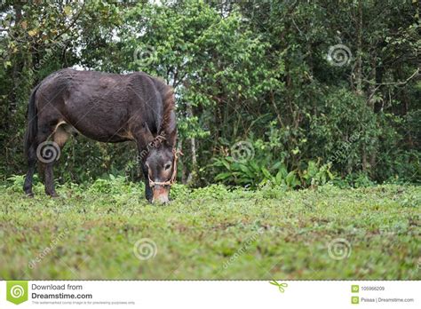 Cavalo Que Pasta No Pasto Da Montanha Potro Que Come A Grama No Campo