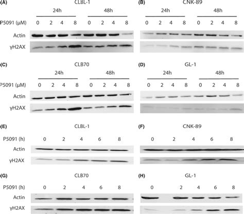 Ubiquitinspecific Protease Usp Triggers Dna Damage In A