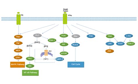 Protein Tyrosine Kinase RTK 抑制剂 激动剂 拮抗剂 调节剂 MCE