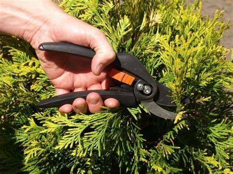 Туя западная "Еллоу риббон": описание, фото, посадка и уход