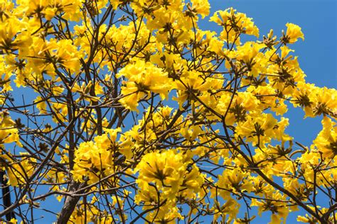 Handroanthus Albus Rewild Brazil The Brazilian Plantfinder