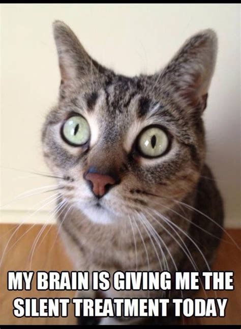 Funny Tabby Cat Memes