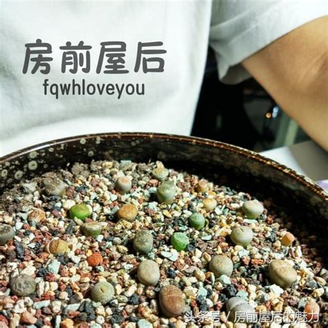 你好，房前屋後！ 每日頭條