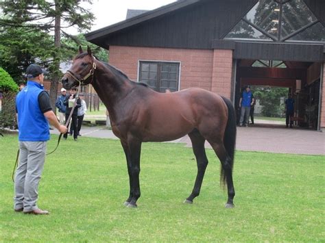 母父キングカメハメハが凄い！ ぐりぐり君の個人馬主ブログ