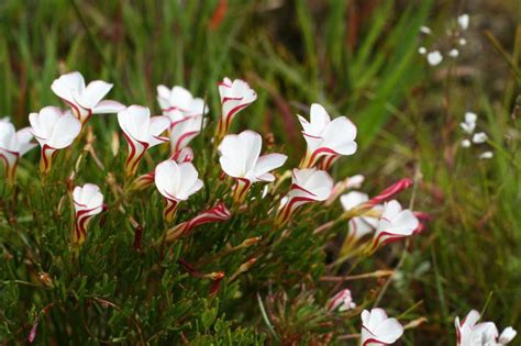 Oxalis Versicolor Oxalis Versicolor Fynbos Corridor Collaboration