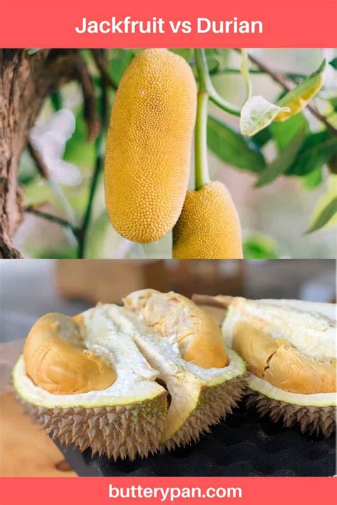 Jackfruit vs Durian: Are They Different? - ButteryPan