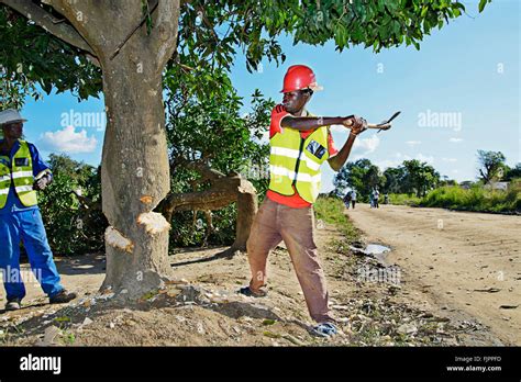 Cutting Down Tree Africa Hi Res Stock Photography And Images Alamy