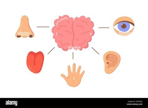 Brain And Human Senses Organ Set Nose Ear Hand Tongue Eye Sensory