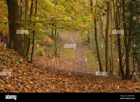 Mud Path In Between Trees Of A Forest In Autumn With Leaf Fall Stock