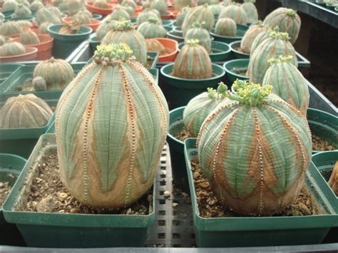 Euphorbia Obesa - The Good Earth Nursery