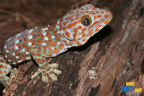 Tokay Gekko Gecko Wikipet