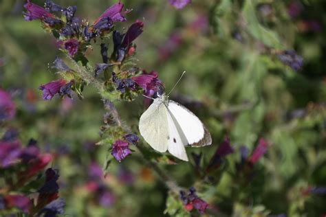 Borboleta Branca Da Couve Pieris Brassicae Helder Nature Flickr