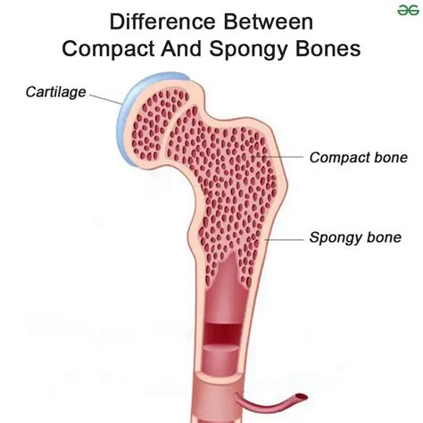 List Of Bones In Human Body With Types Diagram