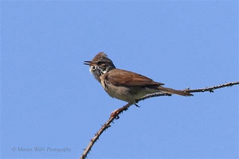 Tuesday 13th June 2023 Cornwall Birds CBWPS