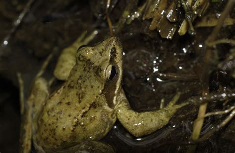 Free Images Nature Photo Wildlife Biology Frog Toad Amphibian