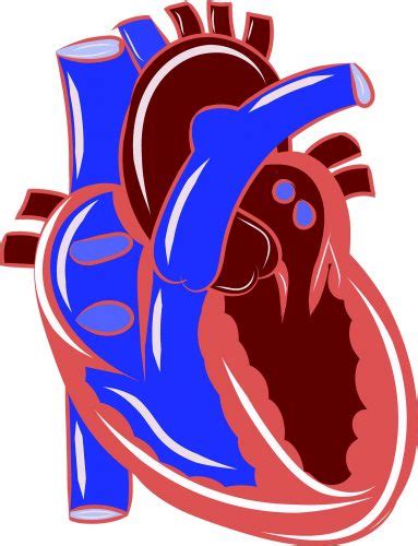 Understanding Preload and Afterload in Cardiac Physiology