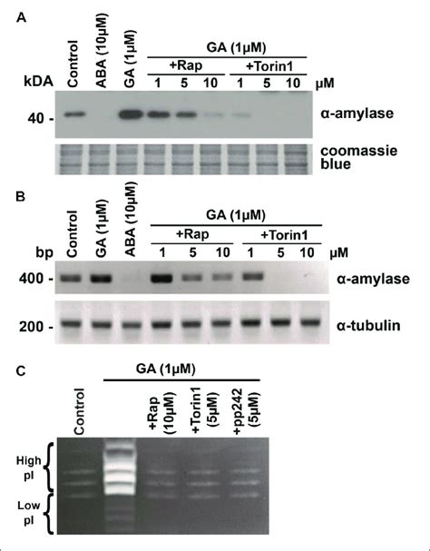 Gibberellic acid GA induced expression of the α amylase gene is