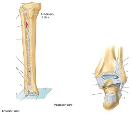 Tibiofibular Joints Diagram Quizlet