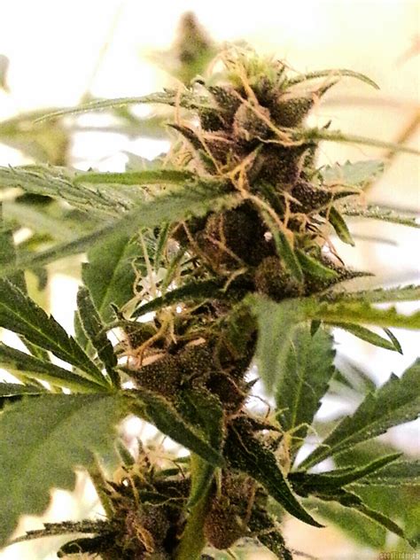 Strain Galerie Purple Rain Bigdogs Seeds Collection Pic