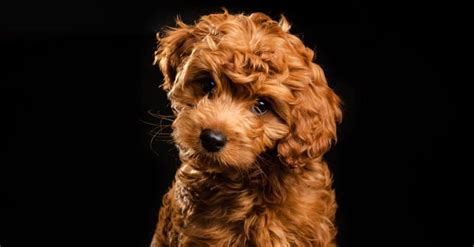 Toy Mini Labradoodle