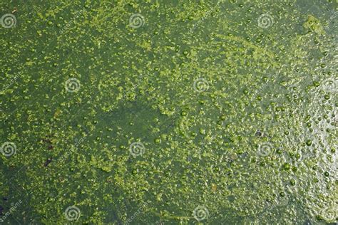 Green Sludge Decorative Background Design Stock Image Image Of