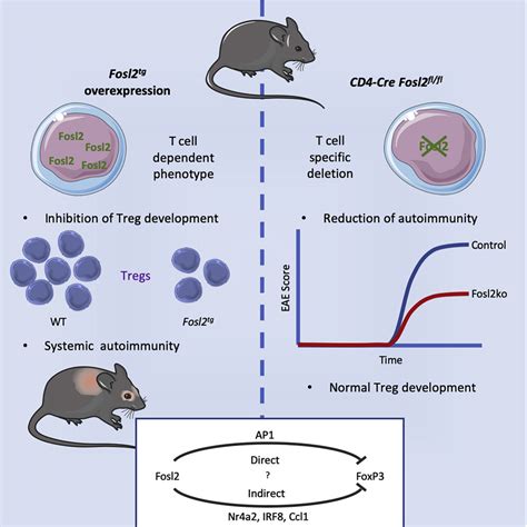 The Ap1 Transcription Factor Fosl2 Promotes Systemic Autoimmunity And