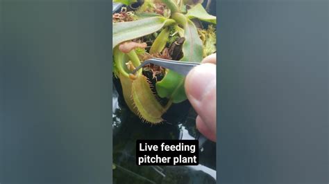 Pitcher Plant Live Feeding Plants Carnivorousplant Houseplants