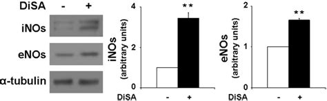 Effects Of Disa On The Expression Of Inos And Enos In Human Vascular